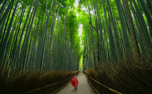 京都・嵐山の竹林