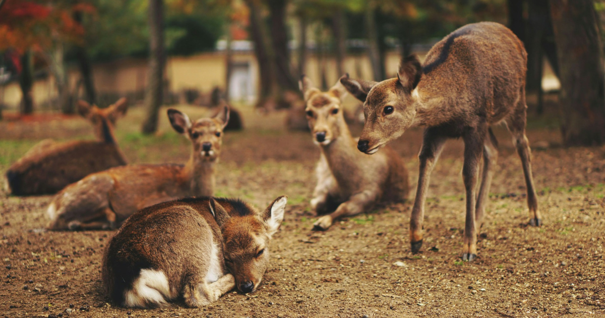 奈良公園の鹿